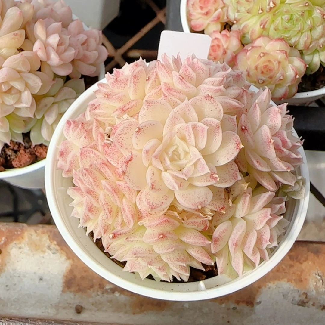 0103-61（紫色花朵优选麦杆）