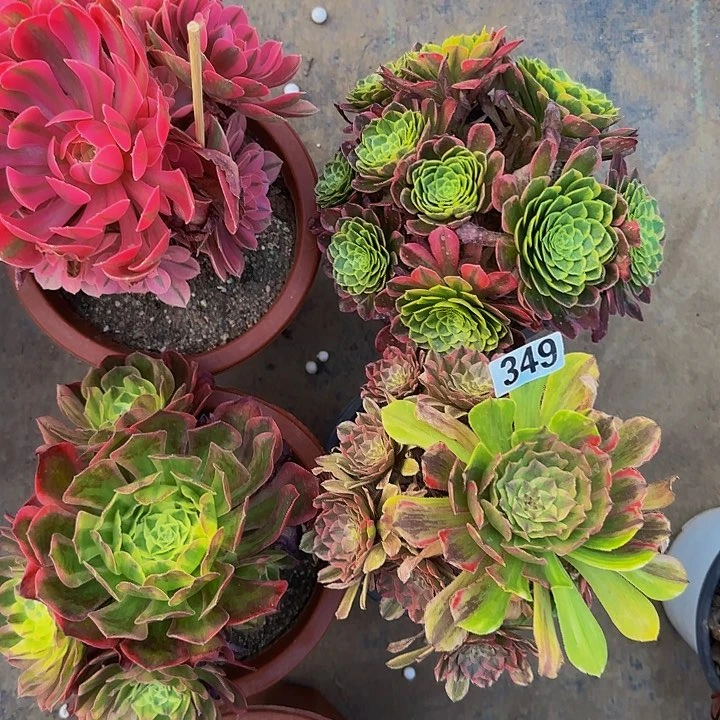 完全开放网****呢349 拼单福利 无售后