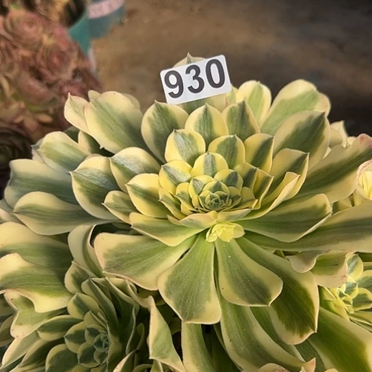 蜂**人多肉植物一个