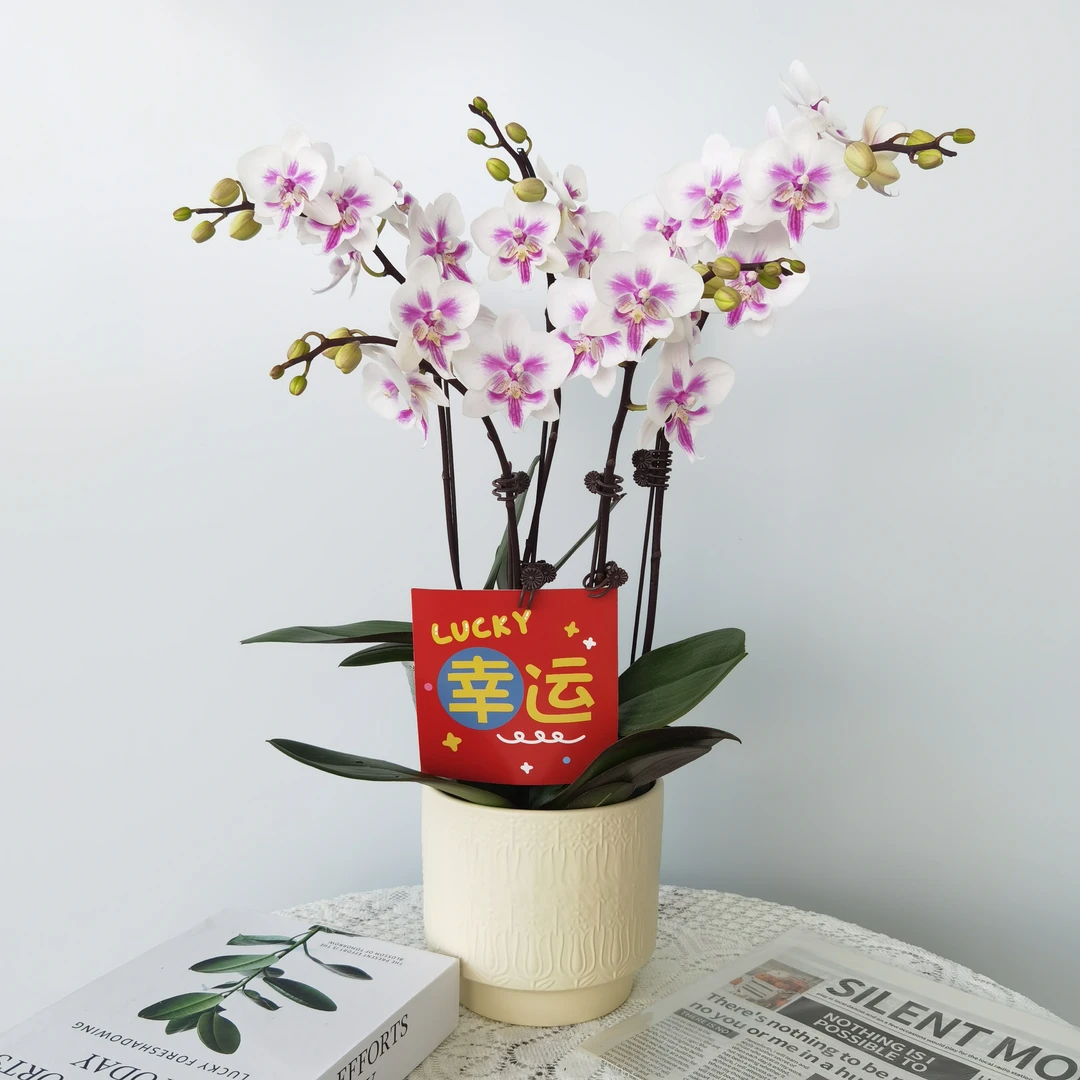 蝴蝶兰【阿雅】开花带花苞室内桌面花卉栽好组好带盆发货好养花期长