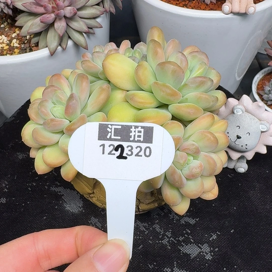 精品多肉植物122320