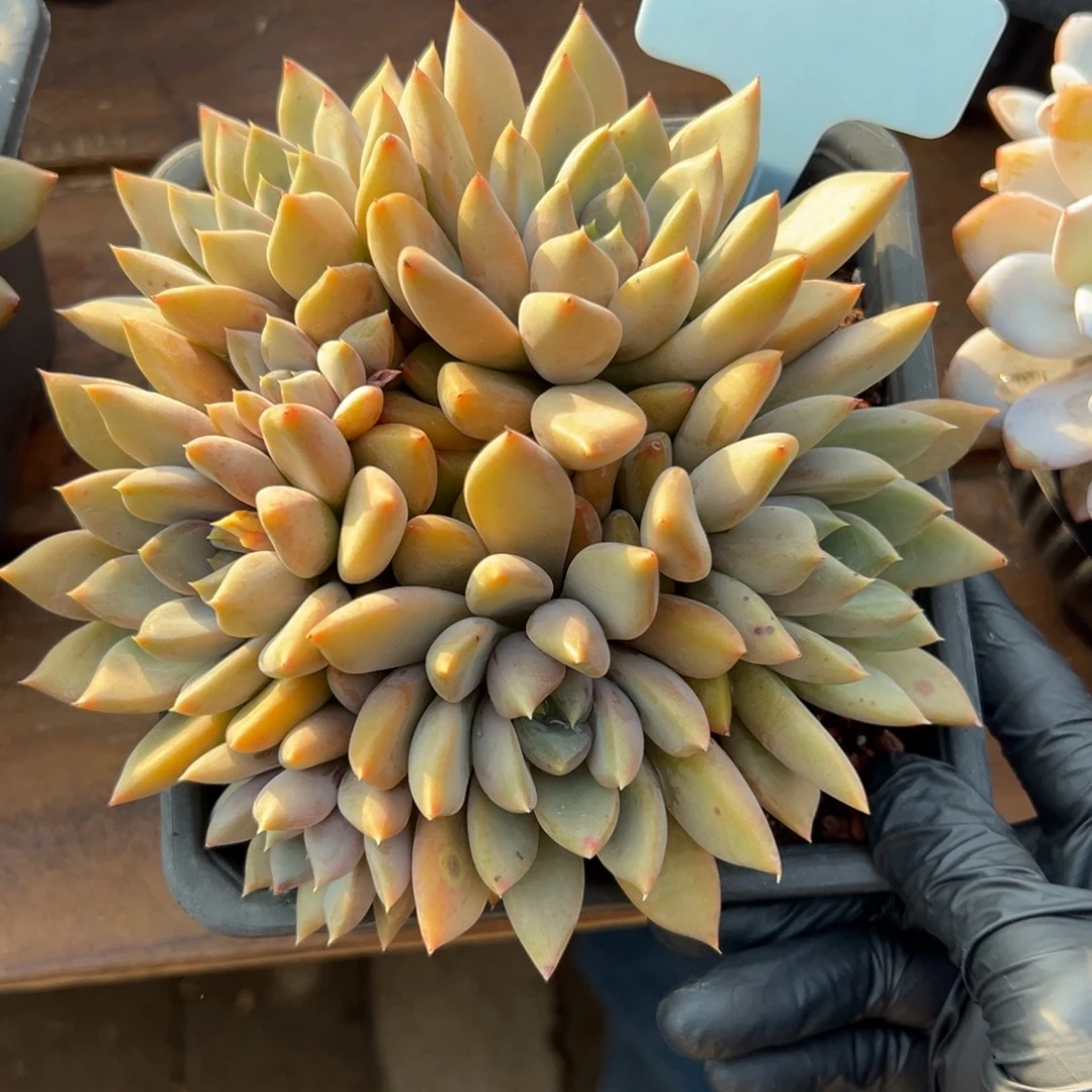 红象牙11111111111111