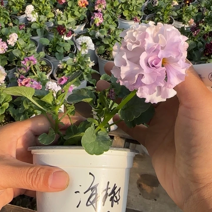 海***儿无花朵一物一拍角堇小苗