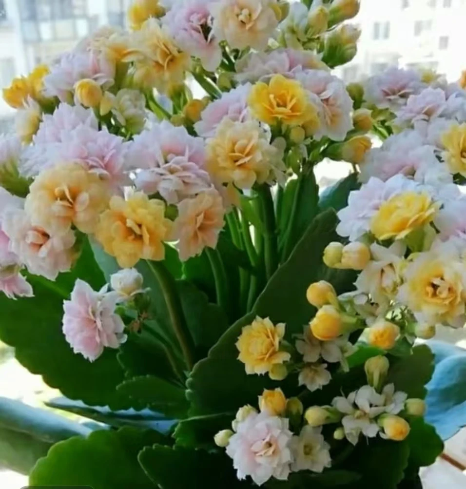 【青柠】长寿花稀有品种110盆大花苞