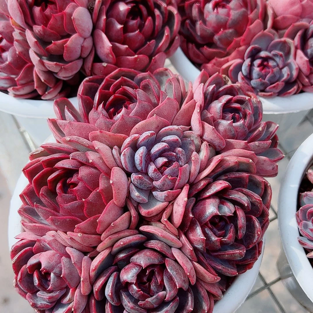 溜溜球多头造型精品