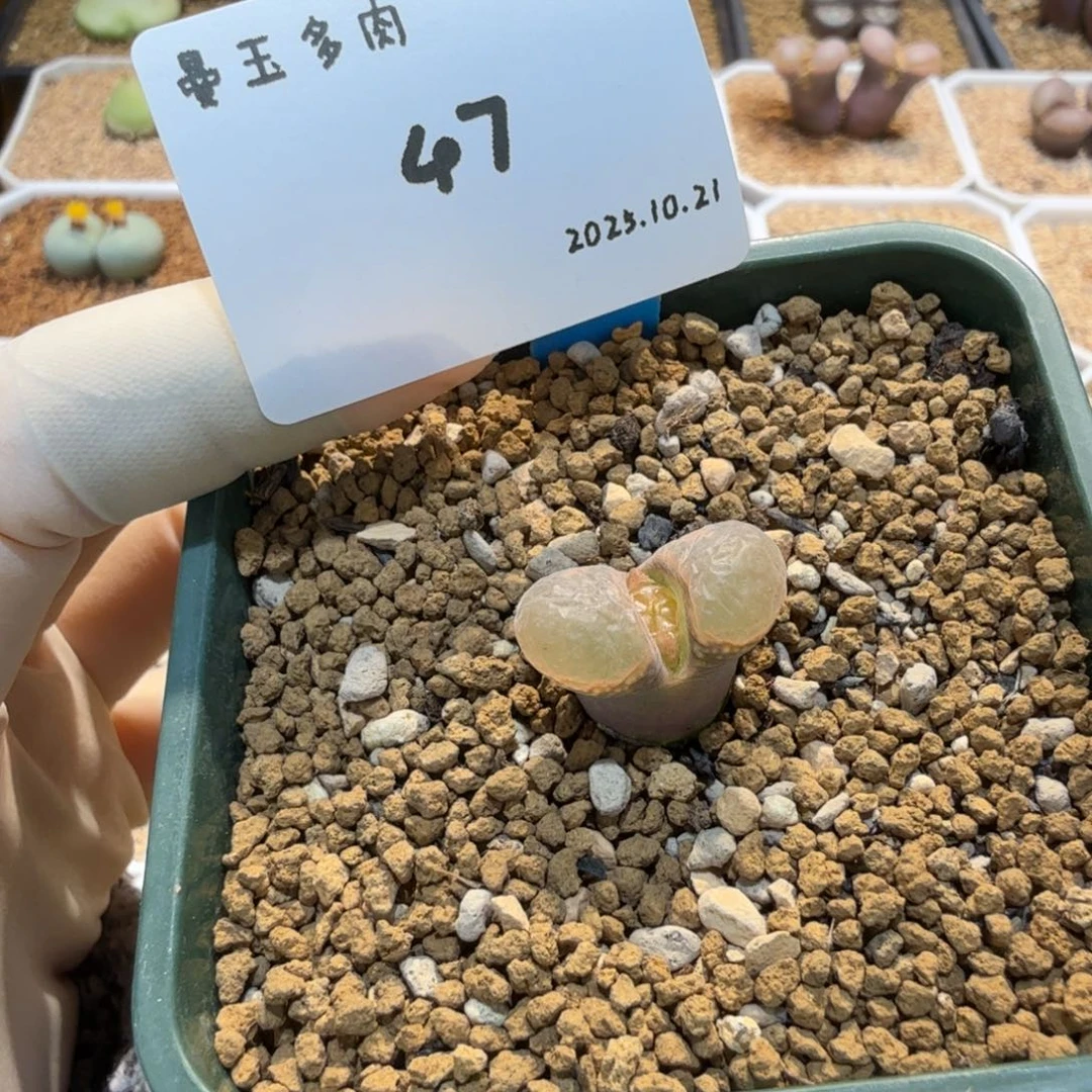爱***糕多肉多肉多肉10.21-047 B23