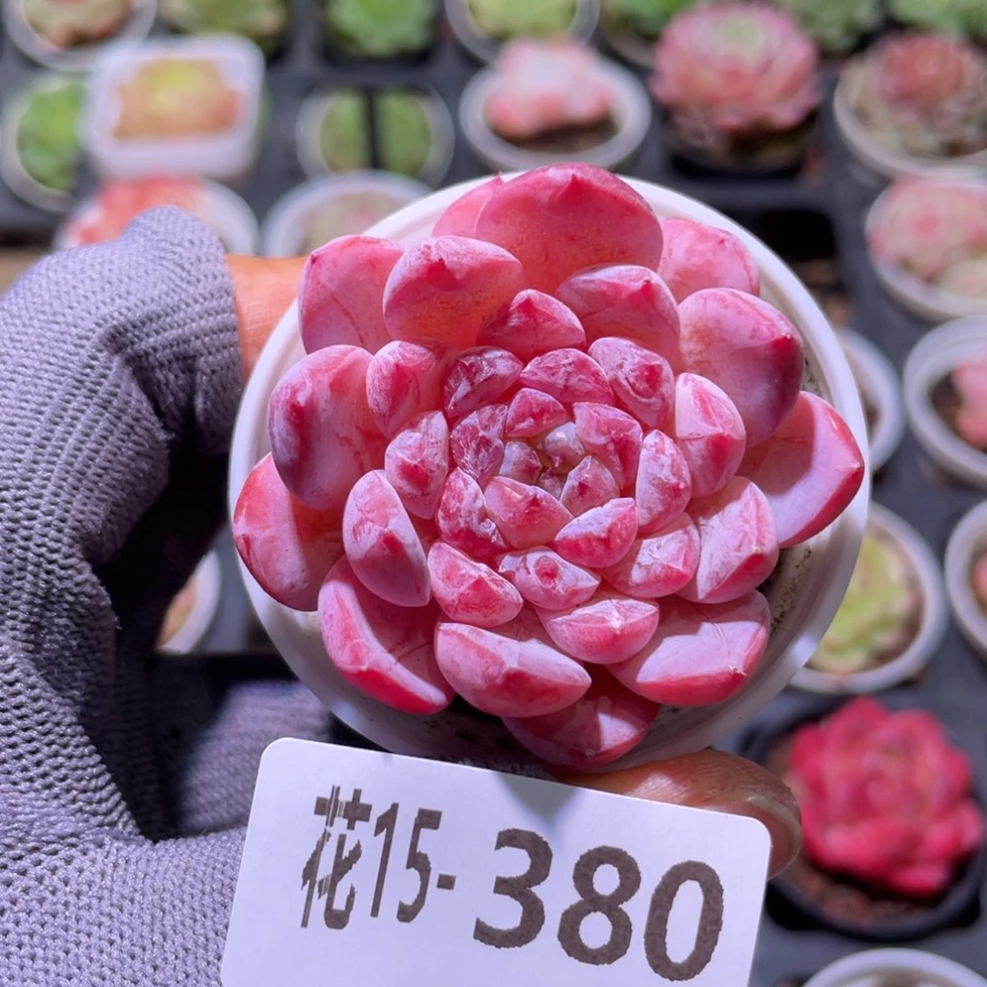 花利美15-380果汁