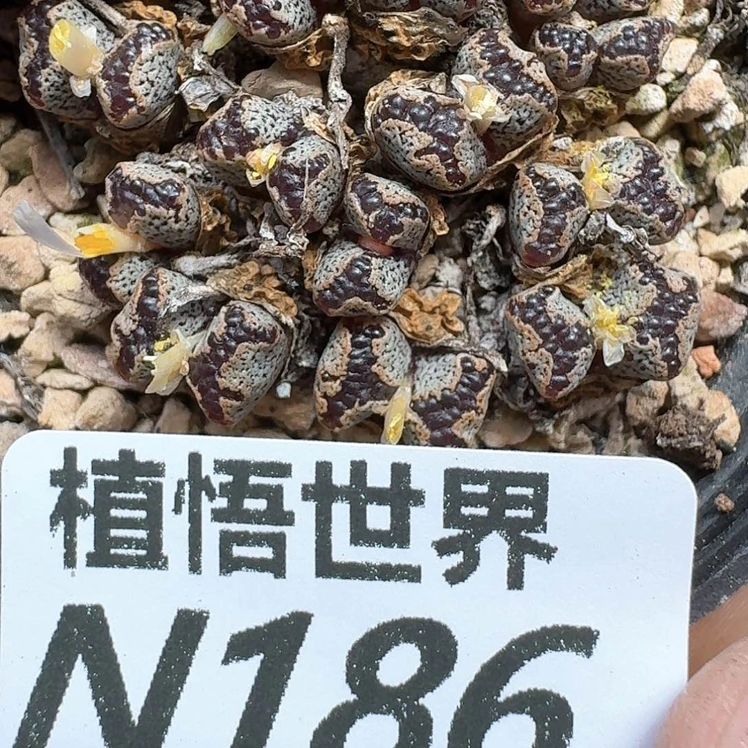 多肉植物的润泽的车