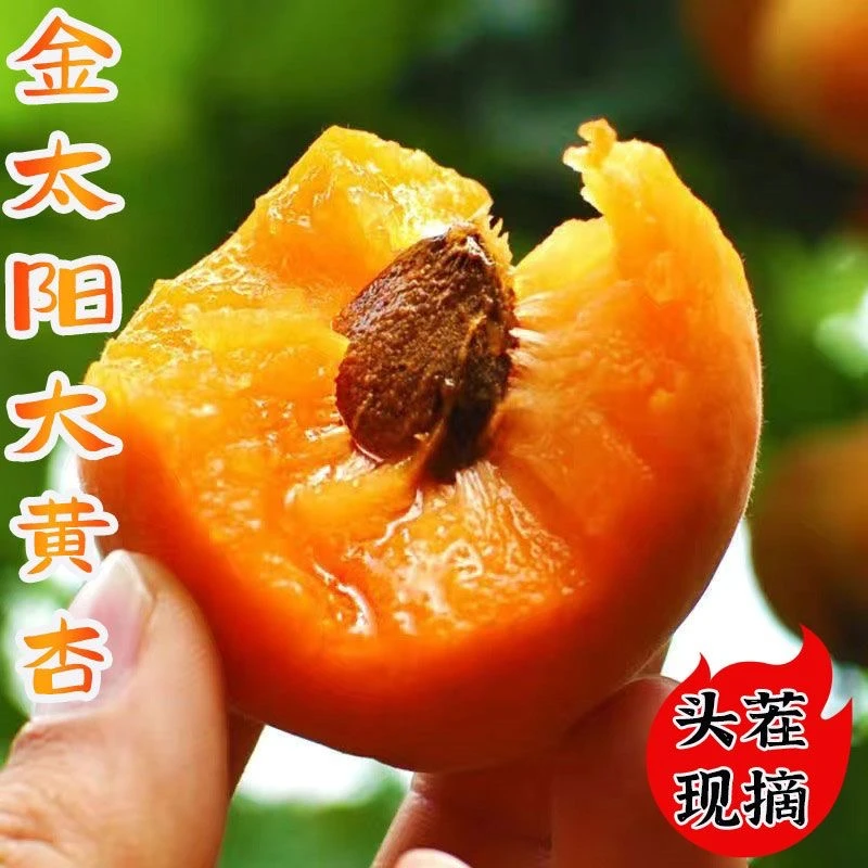 2025头茬大黄杏新鲜当季孕妇酸水果现摘特大梅杏子金太阳久放香甜