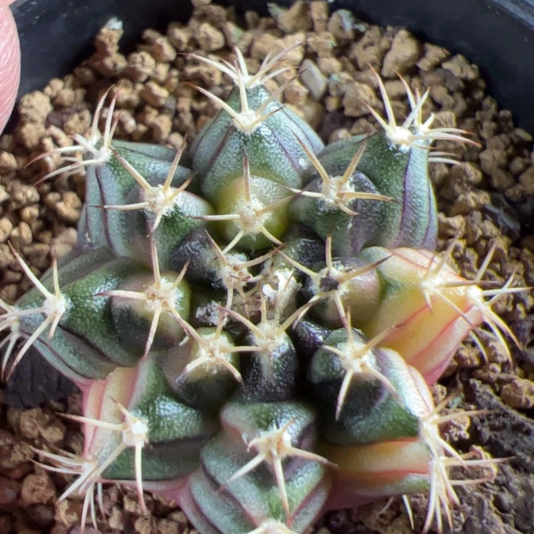 当前无花栽培后可以开花244