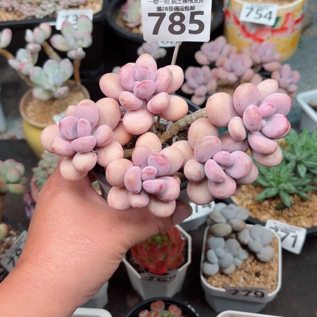 糖果桃蛋5头无盆土发货