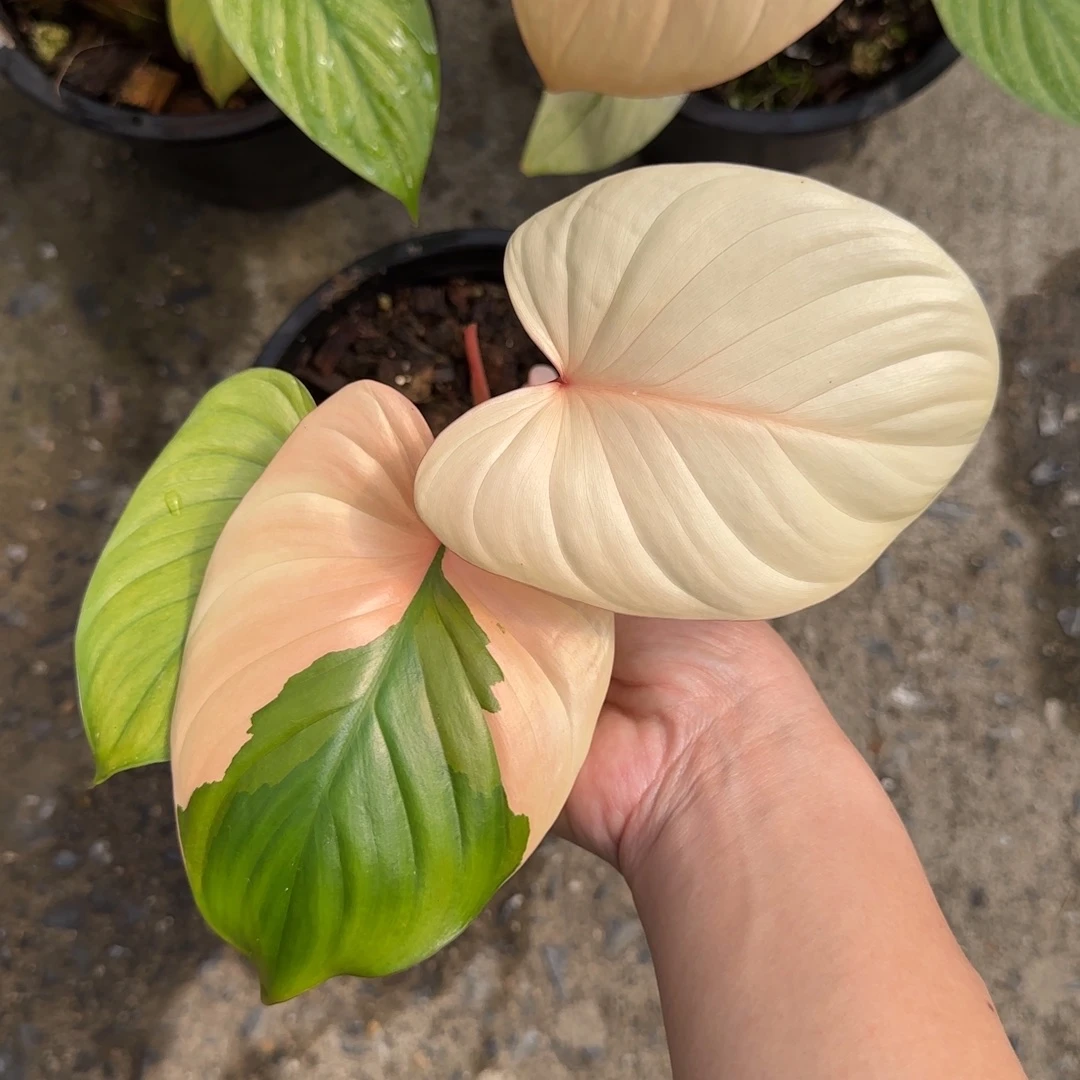 橘锦千年健R100-20260104