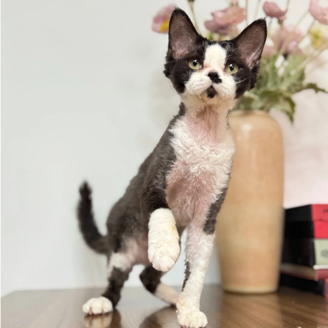 【兰特家德文】黑白德文卷毛猫妹妹