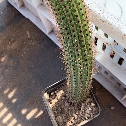 彩舞金妞金妞367999