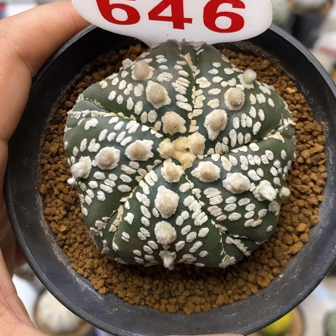 646福利特价来了哦耶