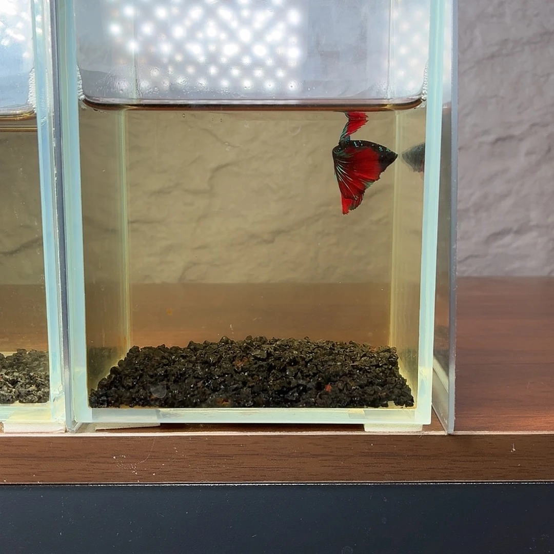 斗鱼暗黑地狱火半月