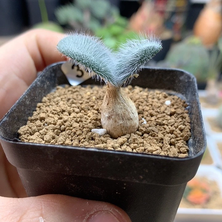 毛叶石蒜多肉带盆384