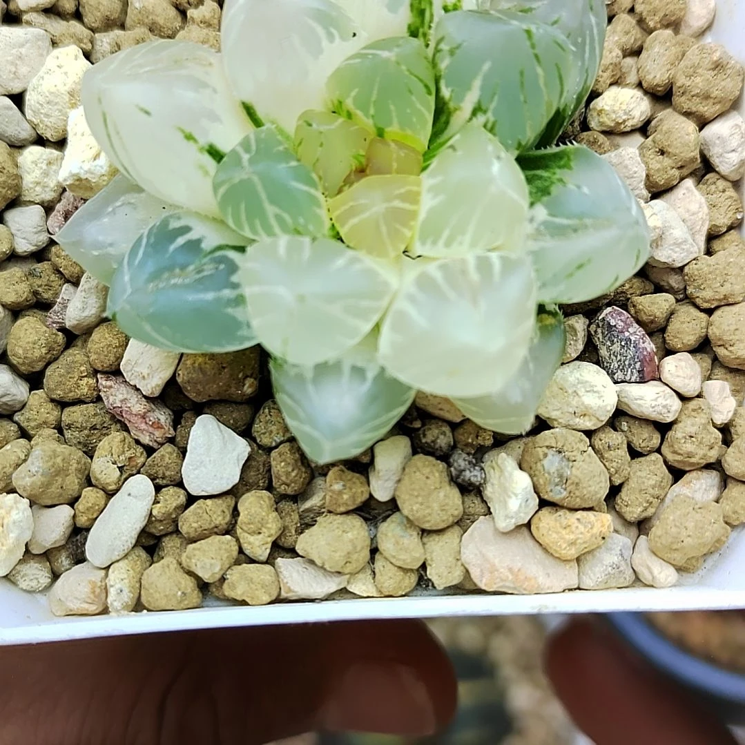 181号 OM锦 4厘米左右一物一拍带盆