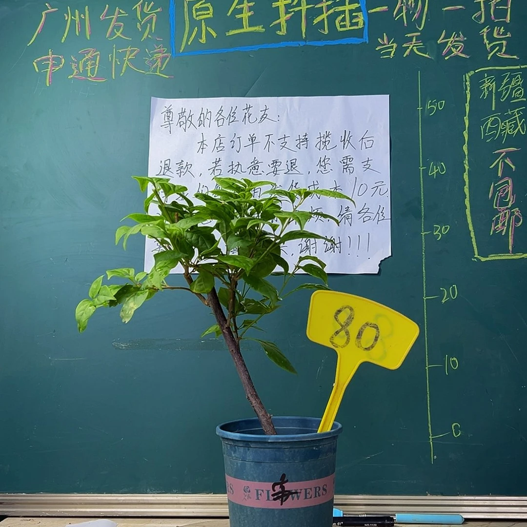 当前无花栽培后可以开花  苏瓦娜 80