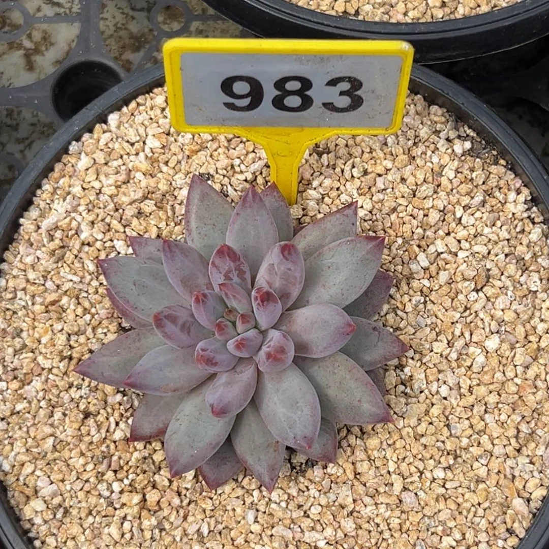 三***木多肉植物虞美人983