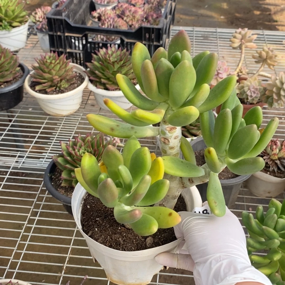 748金蝉多头一物一拍