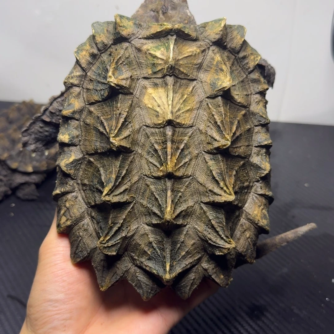 绿毛龟母绿毛龟绿毛龟