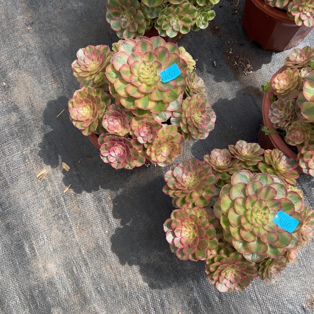 心**程6857万白多肉多肉多肉