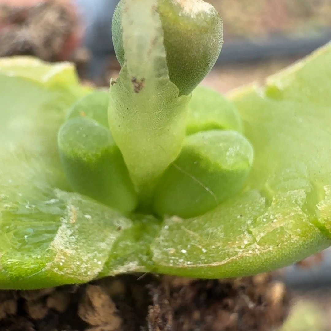 100双头y400一颗000000000