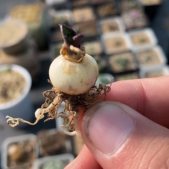 紫镜一颗买2送1。