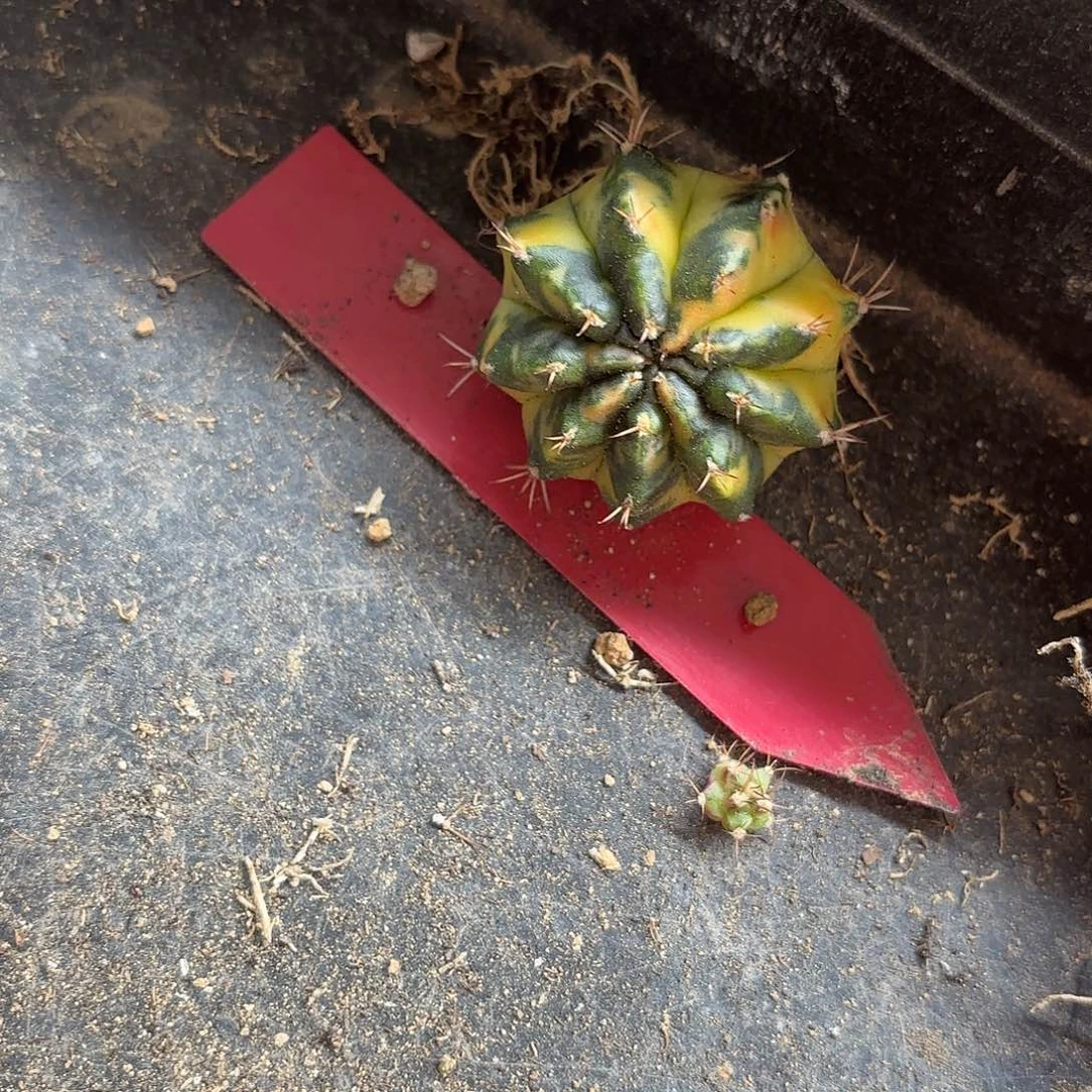 176-1104泰国发货多肉