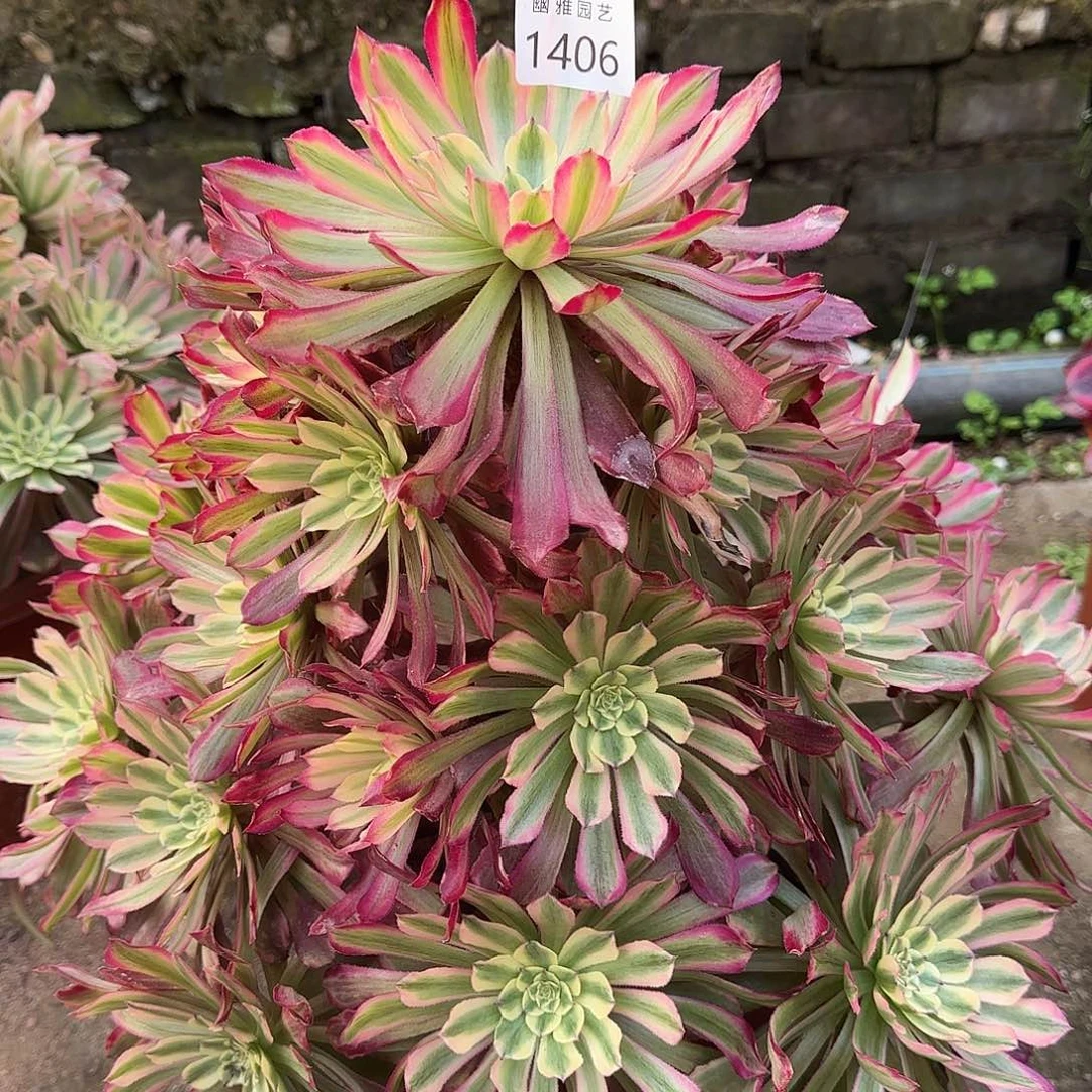 多肉植物紫微1046