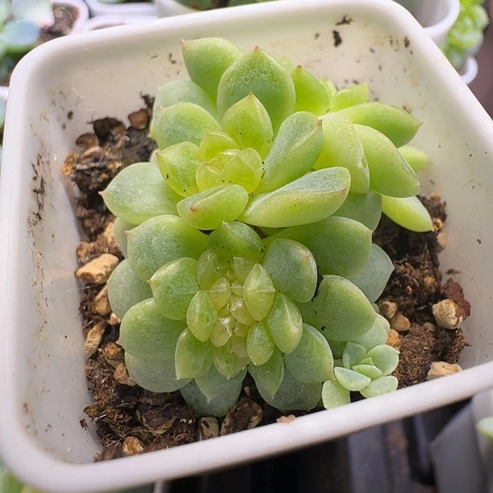 纸鸢缀化开播福利