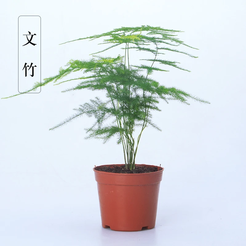 文竹植物花卉绿植盆栽盆景种植