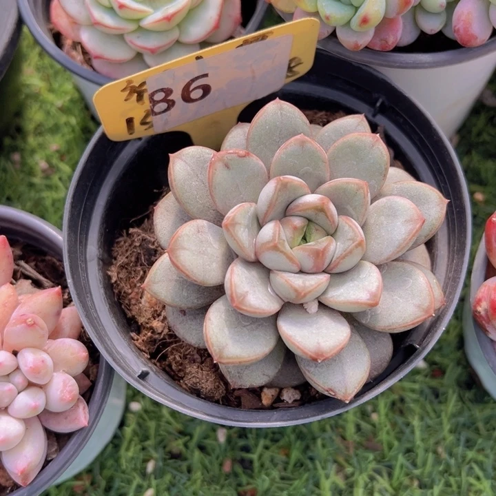 健健康康平平安安