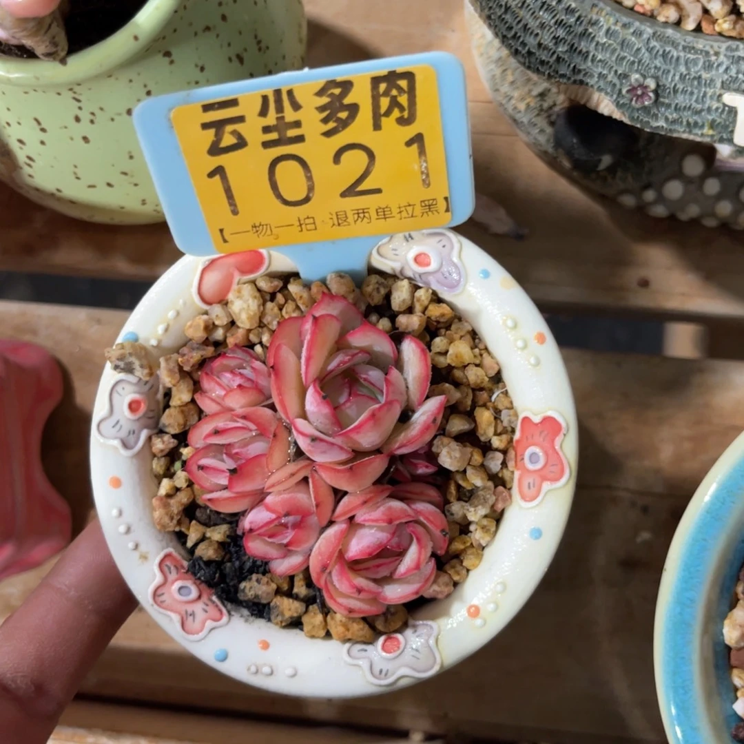 云尘多肉一物一拍1021，