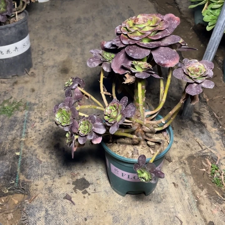 99魅金多肉植物多肉多肉多肉