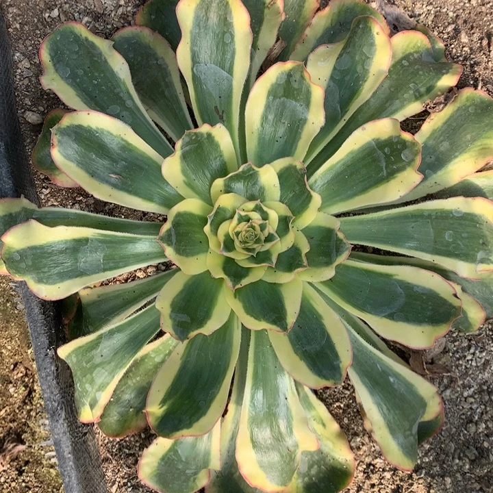 贵妃实生21-3多肉植物