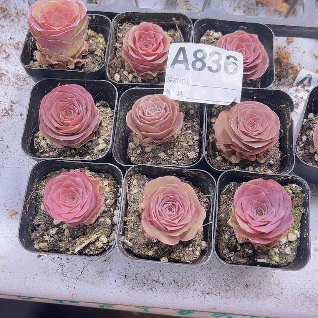 836紫潘2盆19包邮