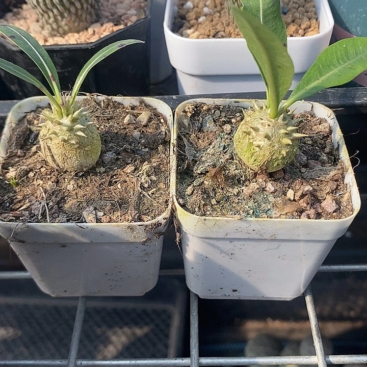 惠比大黑，一颗包邮，带盆发
