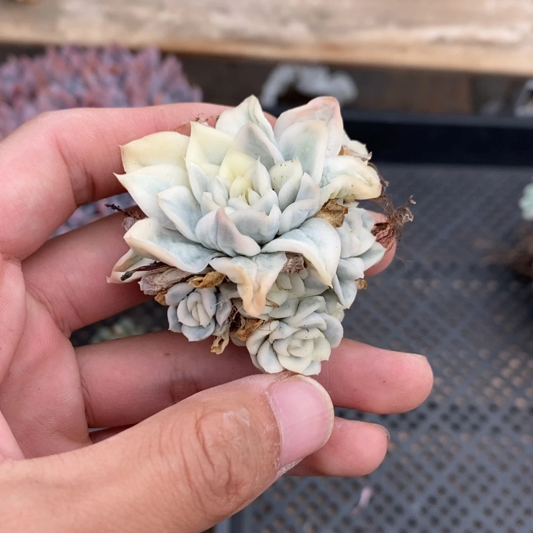 雪鸳锦多肉植物7029