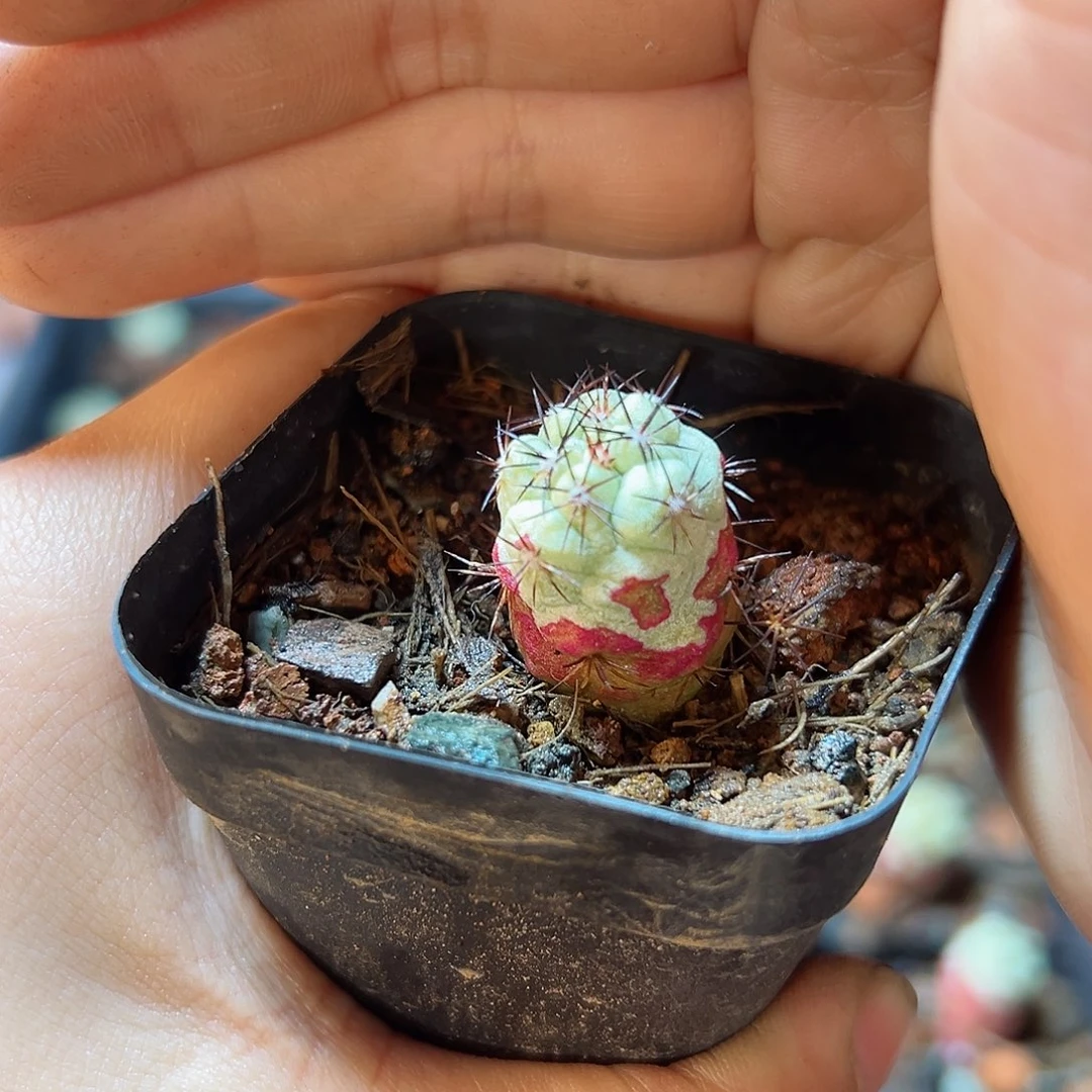 自根帝王丸1.5公分带盆