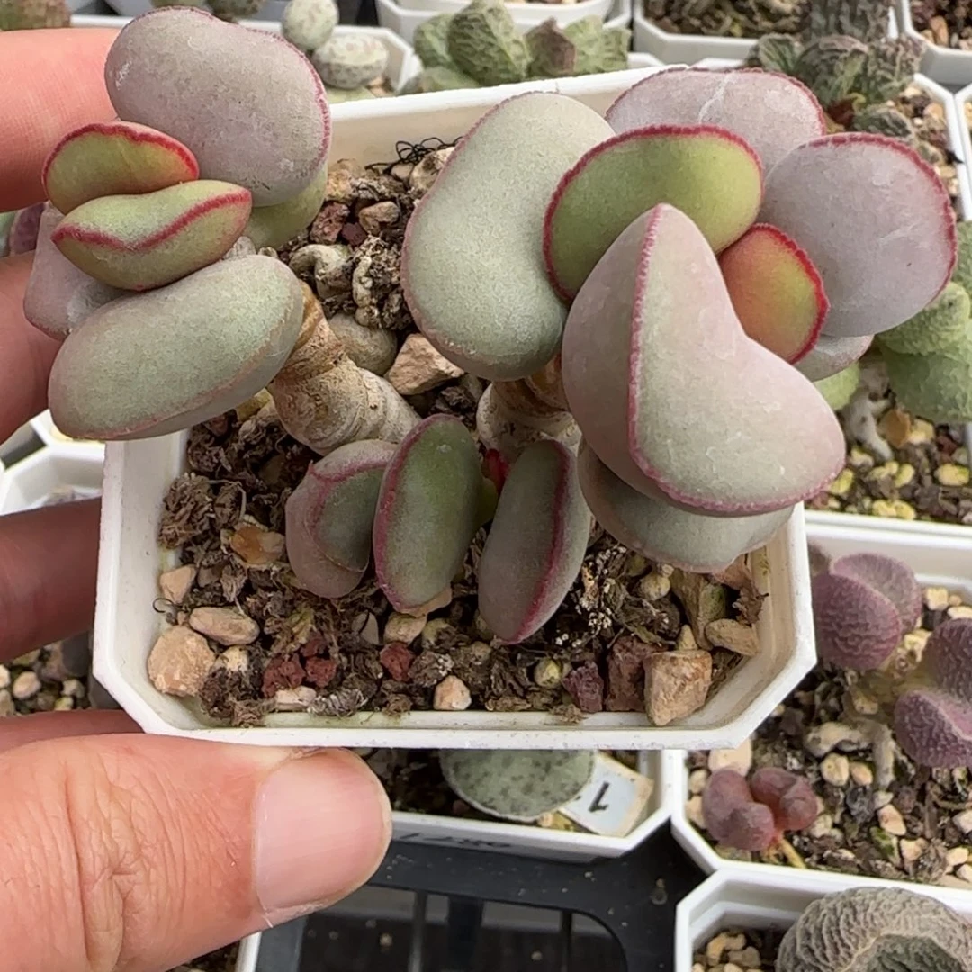 白肌红蛋多肉水泡