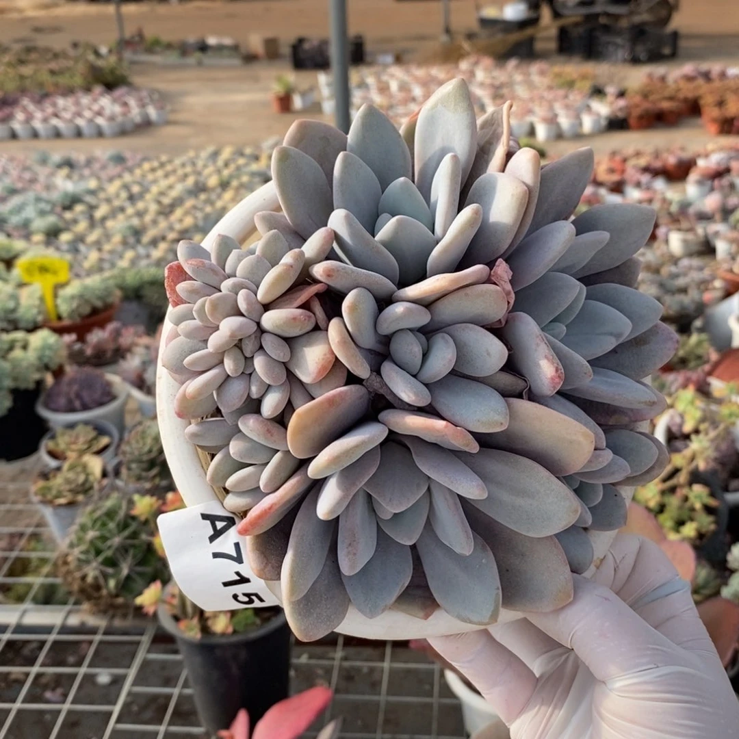 715粉兔缀化一物一拍