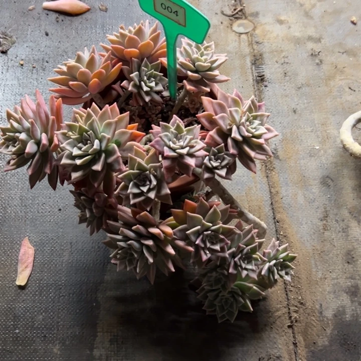 徐****?浪漫多肉植物004