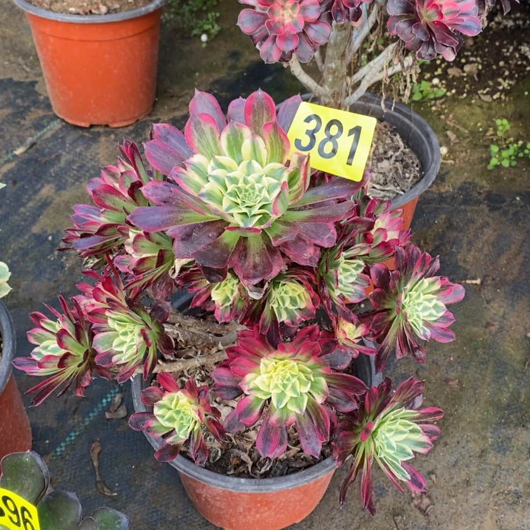 天河多肉法师381