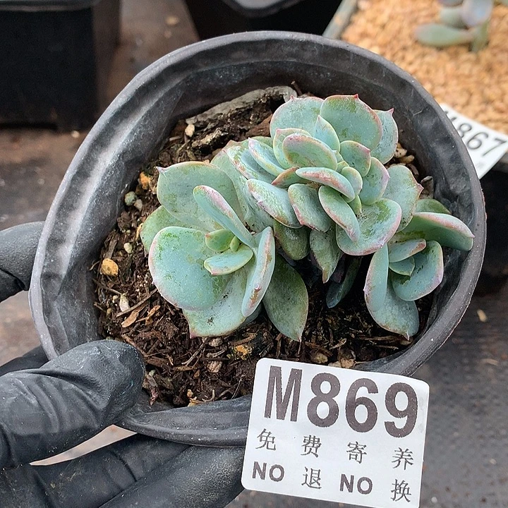 白凤缀 多肉植物9.25号左右发