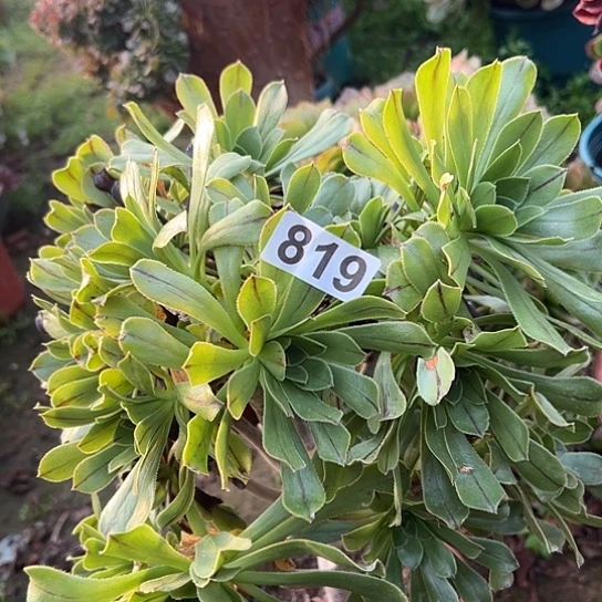 难***涂多肉植物一个妖819