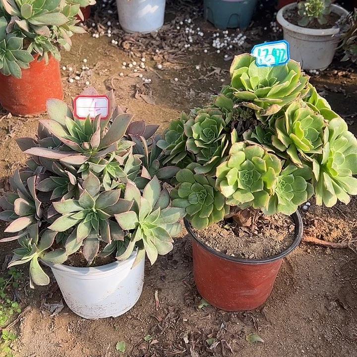 多肉植物2个4-1202