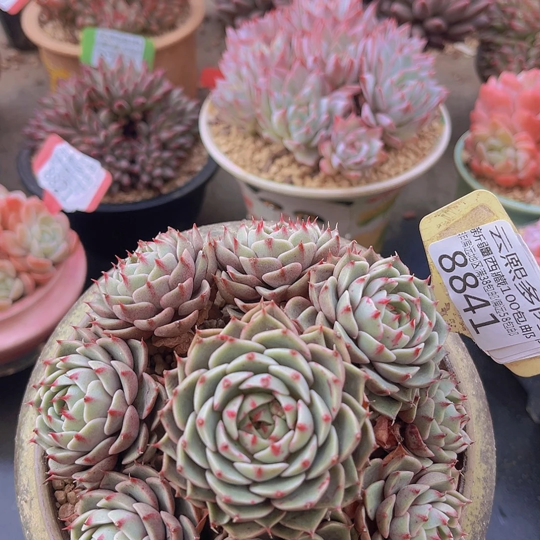 8841笨吧多肉植物