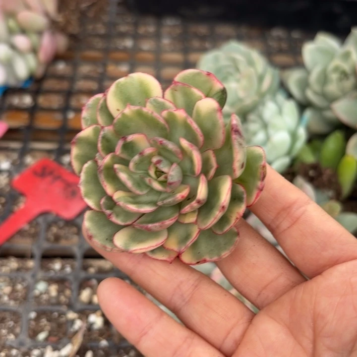 晨露锦多肉植物啊